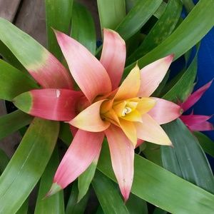 Meet your Posher, Dalea